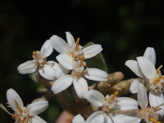 Olearia pachyphylla