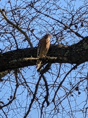 Buteo lineatus