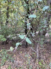 Aristolochia californica
