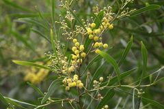 Acacia provincialis
