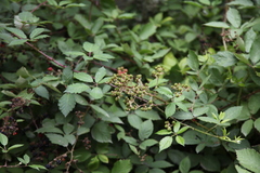 Rubus fruticosus