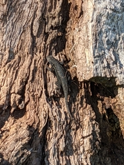 Sceloporus occidentalis