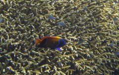 Pomacanthus navarchus