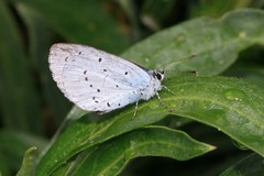 Celastrina argiolus