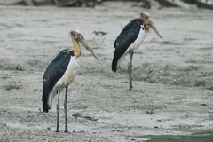 Leptoptilos javanicus