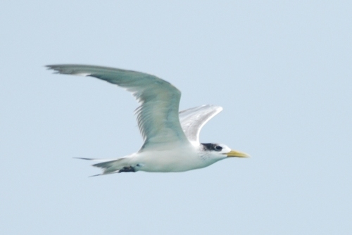 Great Crested Tern