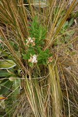 Pimelea gnidia