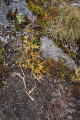 Aciphylla hookeri