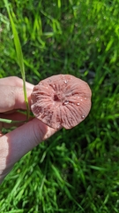 Marasmius plicatulus