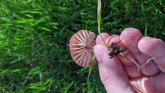 Marasmius plicatulus