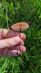 Marasmius plicatulus