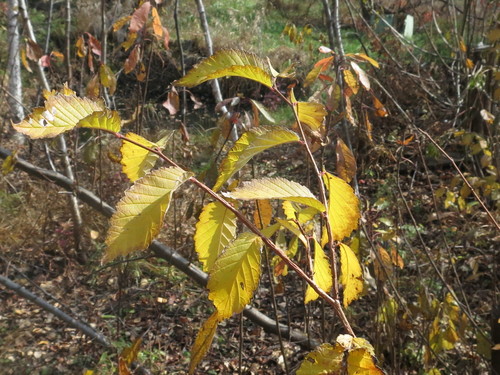 Image of Ulmus davidiana by (c) Repina Tatyana, some rights reserved (CC BY)