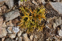Aciphylla hookeri