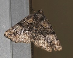 Aporoctena