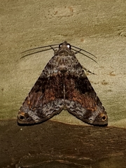 Coenipeta bibitrix