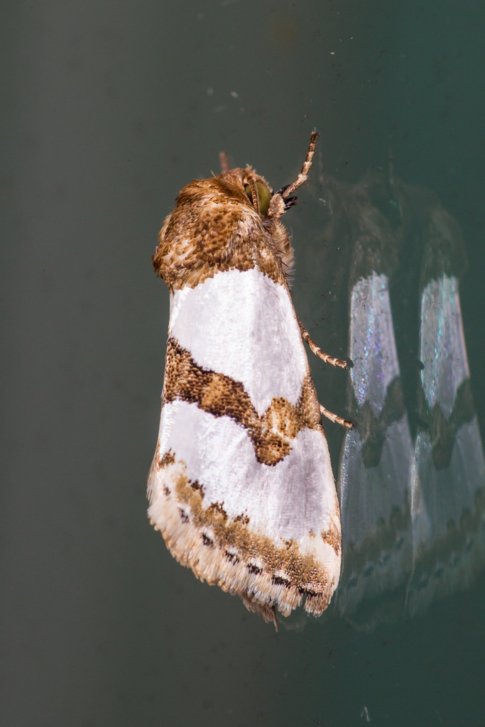 Chrysellus Flower Moth
