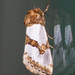 Schinia chrysellus - Photo (c) Greg Lasley, μερικά δικαιώματα διατηρούνται (CC BY-NC), uploaded by Greg Lasley