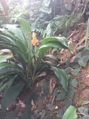 Calanthe pulchra