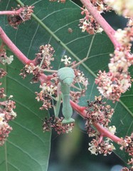 Mantidae