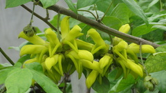 Tracheophyta