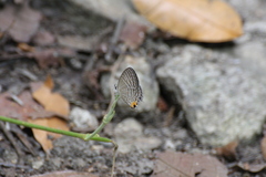 Jamides celeno aelianus