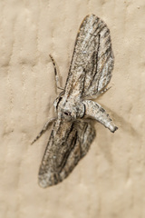 Holochroa dissociarius
