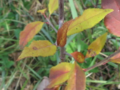 Malus mandshurica