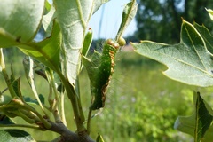 Acronicta lithospila
