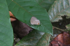 Jamides celeno aelianus