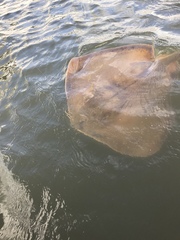 Hemitrygon fluviorum