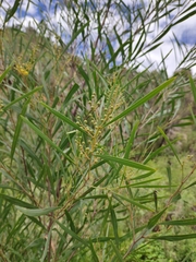 Acacia provincialis