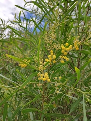 Acacia provincialis