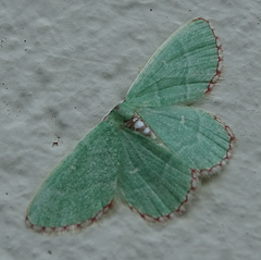 Allochrostes impunctata