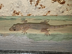 Hemidactylus mabouia