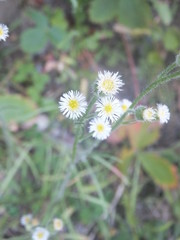 Erigeron lonchophyllus