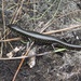 Blue Mountains Water Skink - Photo (c) Yingyod Lapwong, some rights reserved (CC BY-NC), uploaded by Yingyod Lapwong