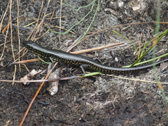 Eulamprus leuraensis