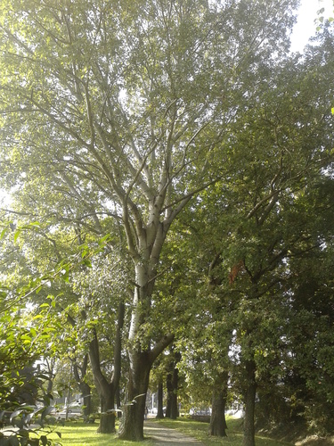 Bijela topola (Populus alba)