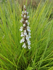 Brownleea parviflora