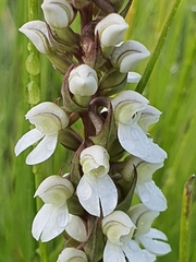 Brownleea parviflora
