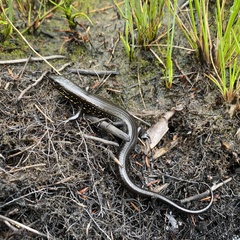 Eulamprus leuraensis