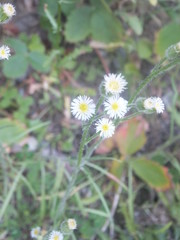 Erigeron lonchophyllus