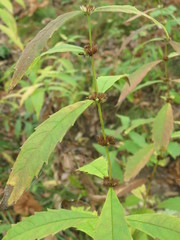 Lycopus charkeviczii