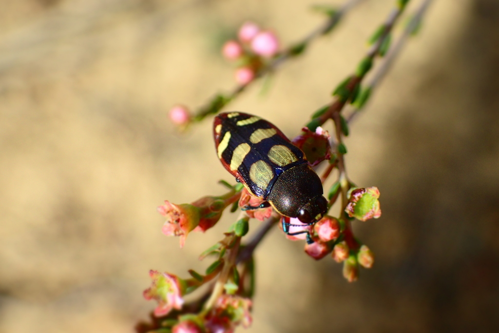 Castiarina cincta