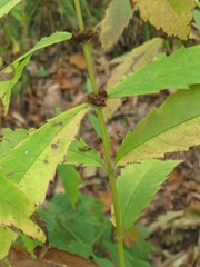 Lycopus charkeviczii