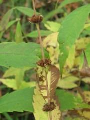 Lycopus charkeviczii