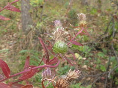 Cirsium vlassovianum