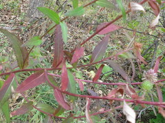Cirsium vlassovianum