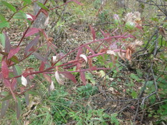 Cirsium vlassovianum