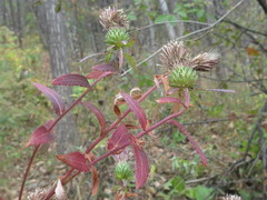 Cirsium vlassovianum